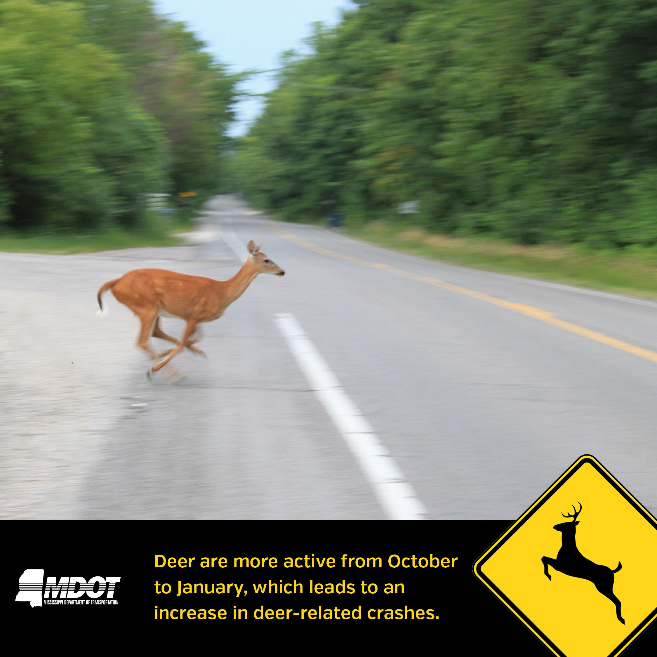 Be alert for deer along highways